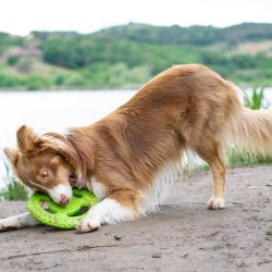 Let's play FRISBEE - MINI