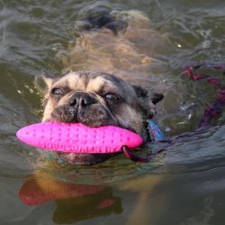 Let's play ZEPPELIN - MINI