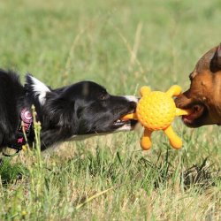 Let's play OCTOPUS - MINI