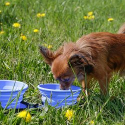 Double Travel Bowl - Slowfeeder