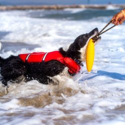 Let's play ZEPPELIN - MINI