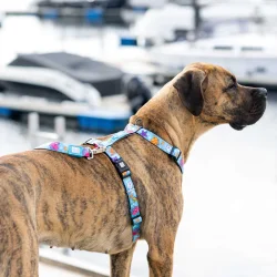 Cherry Bloom - neopren sele