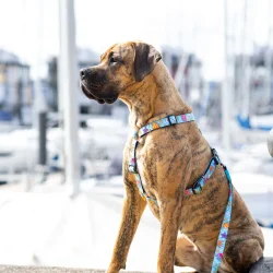 Cherry Bloom - neopren sele