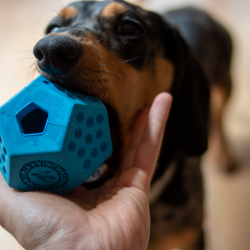 DODECABALL aktiveringslegetj - MAXI 