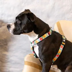 Exotique - neopren sele