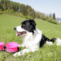 Double Travel Bowl - Slowfeeder