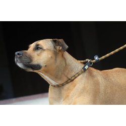 KIWI Walker 2in1 Hundesnor - Retriver line - GRN