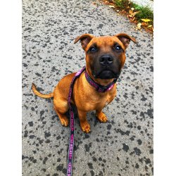 KIWI Walker halsbnd - PINK