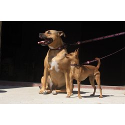 KIWI Walker halsbnd - PINK