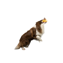 CARACTER Whistle Kiwi Nurse - Orange