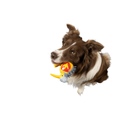 CARACTER Whistle Kiwi Knight - Orange