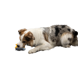 CARACTER Whistle Kiwi Knight - Orange