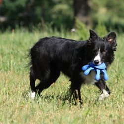 Let's play OCTOPUS - MINI