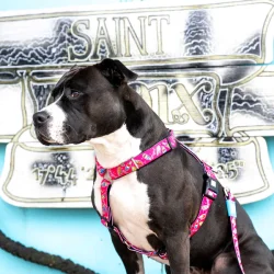 Magical - neopren sele