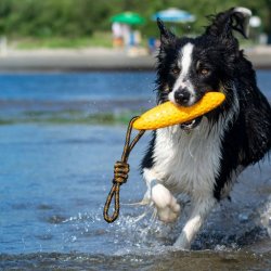 Let's play ZEPPELIN - MINI