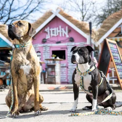 Sweet Pineapple - neopren sele