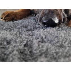 Vetbed 100 % Ren Britisk Uld - Large