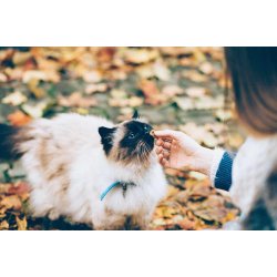 Chicopee Cat Adult Beauty Salmon 