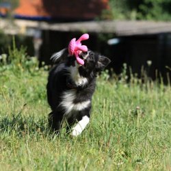 Let's play OCTOPUS - MINI