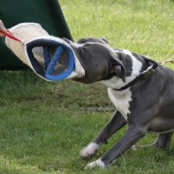 Euro Joe - double max kombi styr - hjre