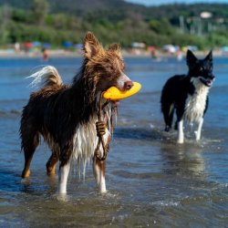 Let's play ZEPPELIN - MINI