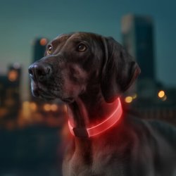 Lyshalsbnd - 4 farvemuligheder