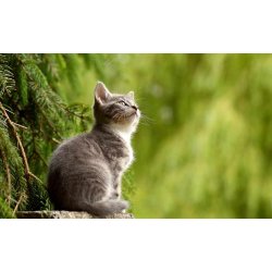 Chicopee Cat JUNIOR New Life Chicken