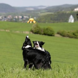 Let's play OCTOPUS - MINI