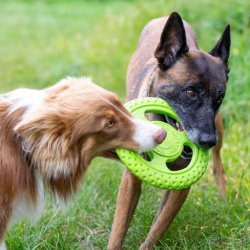Let's play FRISBEE - MINI