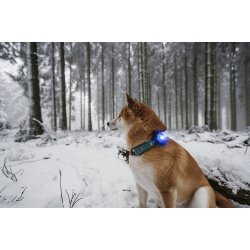 Orbiloc Dual Dog Lights