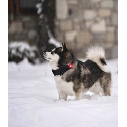 Orbiloc Dual Dog Lights