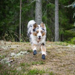 Non-stop booties - 4 pak sokker