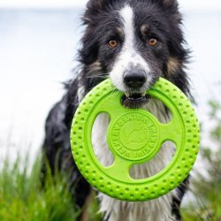 Let's play FRISBEE - MINI