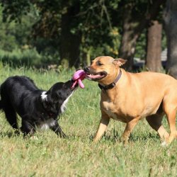 Let's play OCTOPUS - MINI