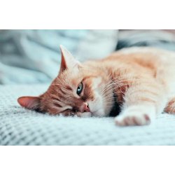 Chicopee Cat Adult Indoor Beef 