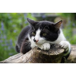 Chicopee Cat Senior Best Age Poultry