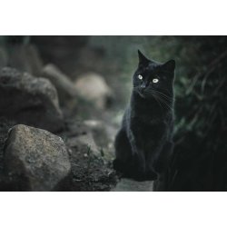 Chicopee Adult Cat Sensible Lamb