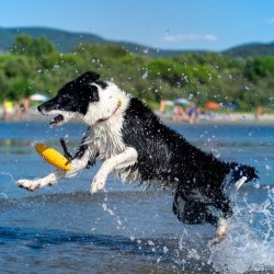 Let's play ZEPPELIN - MINI