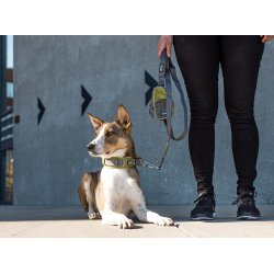 UDGET Halsbnd - Bl- Dog Copenhagen