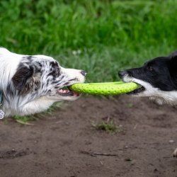 Let's play FRISBEE - MINI