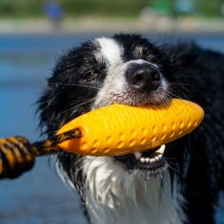 Let's play ZEPPELIN - MINI