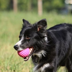 Let's play BALL  - MAXI 